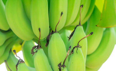 Closeup bunch of raw green cultivated bananas in the banana garden. Cultivated banana plantation....