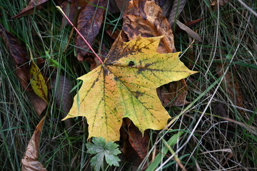 autumn leaves on the grass