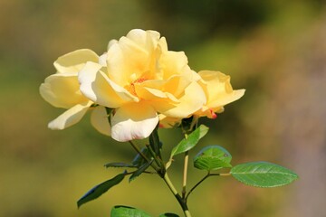yellow roses in autumn in the park on a blurry background
