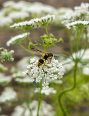 Bee on a flower 