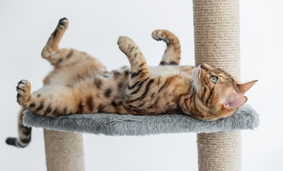 Charming Bengal cat is resting on a scratching post.