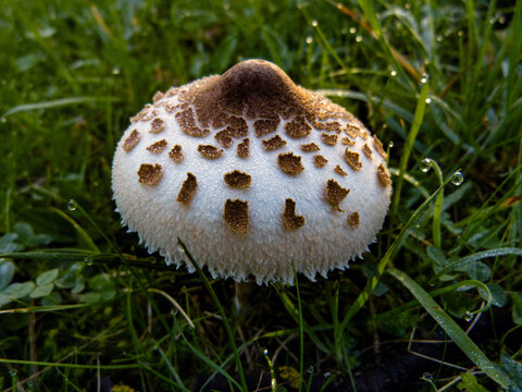 Pilze