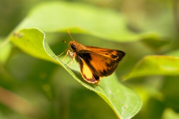 Selective focus of a Zabulon skipper butterfly on a green leaf