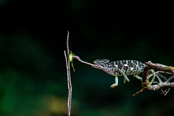 Closeup of chameleon catching insects by his long tongue on a dark blurry background © Erich Joseph/Wirestock Creators