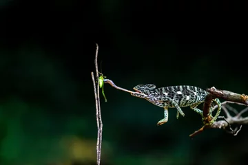 Foto op Canvas Closeup of chameleon catching insects by his long tongue on a dark blurry background © Erich Joseph/Wirestock Creators