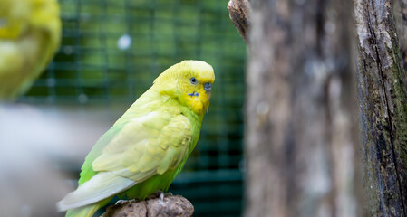 close-up of colourful yellow and green budgerigar (common parakeet, shell parakeet, Melopsittacus undulatus)