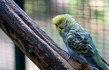 close-up of colourful blue, yellow and green budgerigar (common parakeet, shell parakeet,...