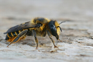 Closeup on a female Willughby's leafcutter bee, Megachile willughbiella sitting on wood