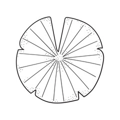 Hand drawn lily pad. Leaf in line art style. Vector isolated. © Anna