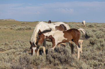 Wild Horse Mare and Foal in Wummer in the Wyoming Desert