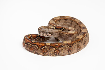 Boa imperator or boa constrictor imperator, snake reptile on white background