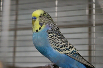 closeup of a blue yellow budgie on the perch in the cage