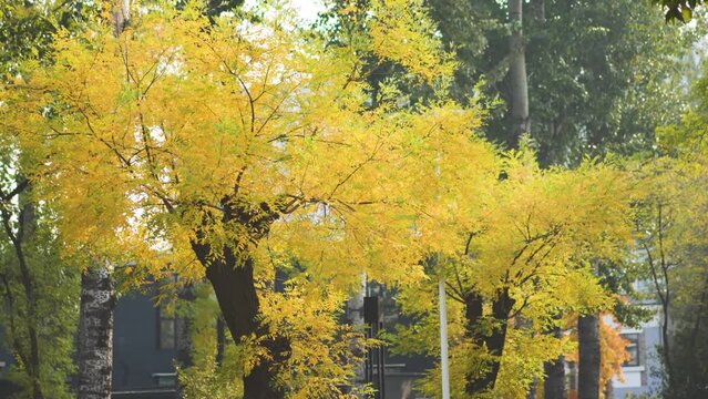 autumn street yellow leaves travel