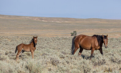 Wild Horse Mare and Foal in Wummer in the Wyoming Desert