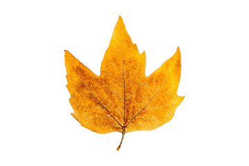 autumn leaves isolated on white background