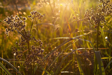 Selective focus on some herbs in the rays of a very bright rising sun. swamp summer grasses at dawn, sunset.Scirpus sylvaticus © Марина Мартинез