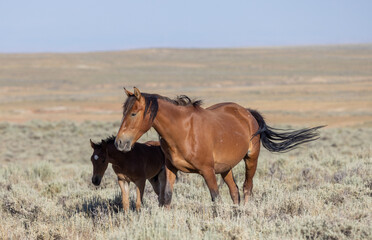 Wild Horse Mare and Foal in Wummer in the Wyoming Desert