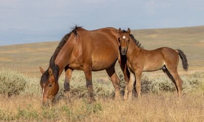 Wild Horse Mare and Foal in Wummer in the Wyoming Desert