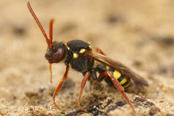 Closeup on a colorful red female orange-horned nomad bee, Nomada fulvicornis