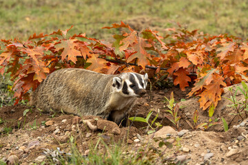 Badger near fall colors