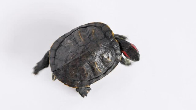 top view of a red-eared turtle swimming on a white background, paddling with its paws, turning its head in different directions.