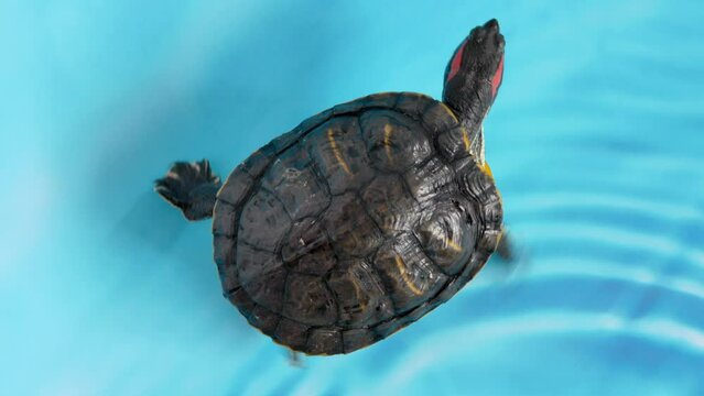 A red-eared turtle floats on a blue background of water, waving its paws, trying to move, but standing still. Feeding the turtle. No movement, creative. Imitation of swimming or relaxing.