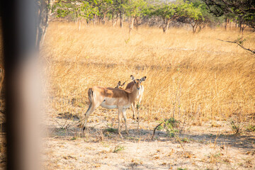 Wildlife of Zambia Africa in Chaminuka National Park