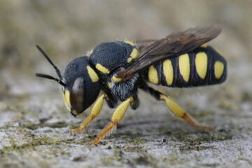 Closeup of male of the Black-tailed Smalwoodcarder bee, Pseudoanthidium melanurum