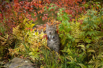 Lynx in the foliage 