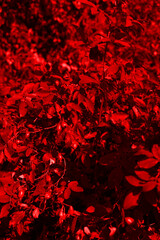 The texture of a rich red color from the foliage. Vertical snapshot