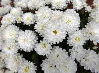 macro di cespuglio di piccole dalie bianche fiorite