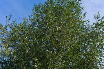 A tree on a sunny summer day against a blue sky