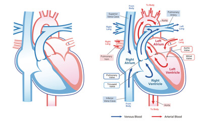 Human heart anatomy, vector diagram, blood flow.