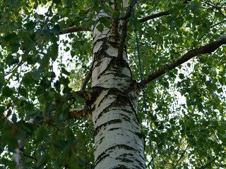 Fototapeta premium Birch in summer. Bottom view. Green leaves