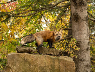 Red fox on rock