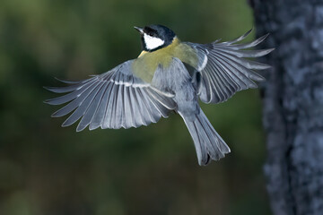 Great tit