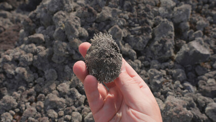 POV view male hand taking piece of rock covered with moss and curiously examining it. Geology studies outdoors. Petrified stone lava in mountains. Geologist exploring roach in wild nature. Soft focus.