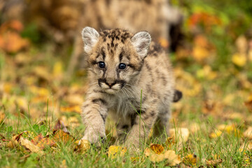 Baby mountain lion