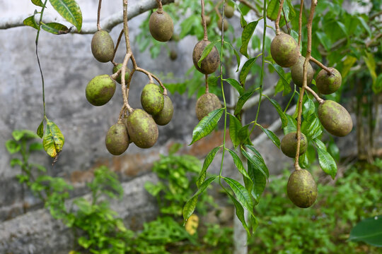 trees and fruit from grafted kedondong (Spondias dulcis  ambarella, otaheite apple or great hog plum) planted in the yard.