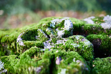 Moss. Old stone covered with moss in a forest - obrazy, fototapety, plakaty