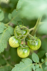 Tomato plant