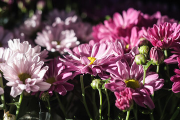 colorful variety of flowers in a public park during a sunny day with soft focus background