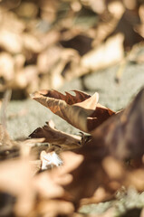 autumn leaves on the ground close up detail with bokeh