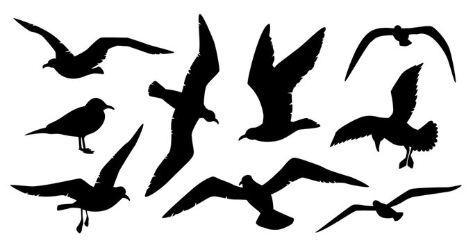 Seagull silhouette vector set. Many birds sea gulls black outline on white background. Seagulls flock flight cutter template contour cut file stencil.