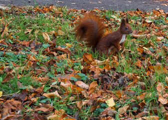 red fluffy squirrel in the park