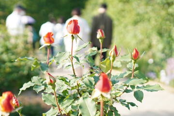 Many rose buds about to bloom at the garden