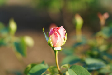 A close up of the pink rose bud