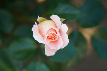a pink rose in garden