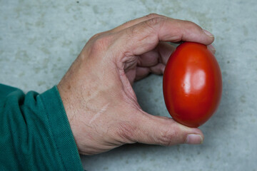 A farmer holds an organic tomato in his hand, which also differs from normal tomatoes due to its...