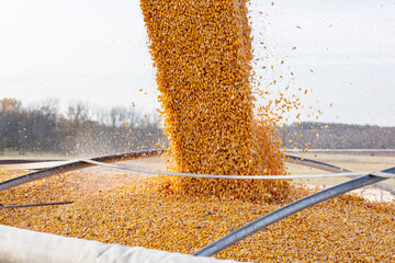 Harvested field corn pouring into a semi-truck trailer during fall harvest.